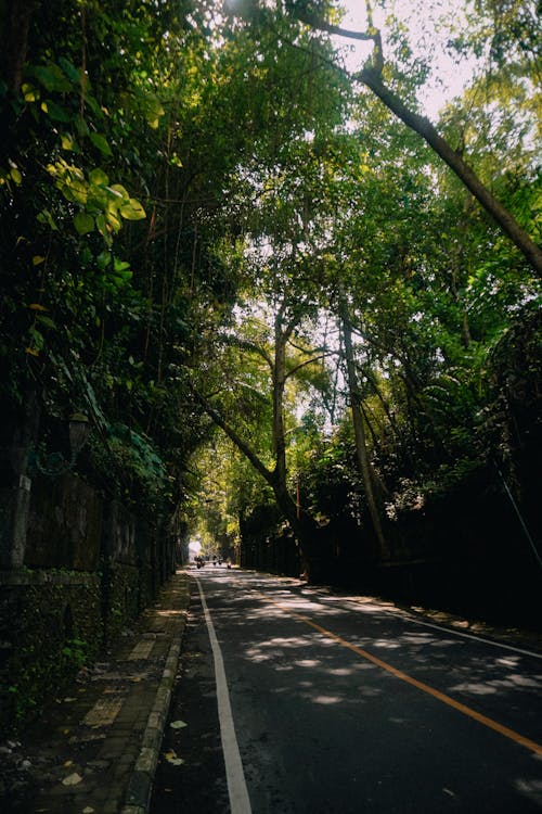 Gray Concrete Road near the Green Trees