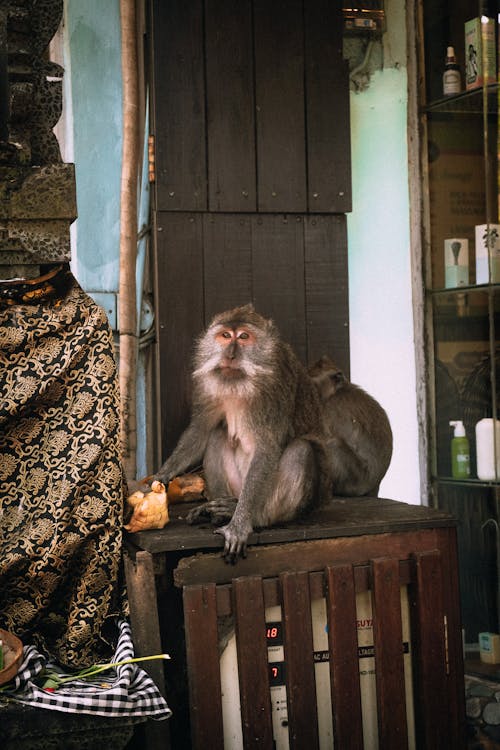 Monkeys Sitting on a Wooden Surface