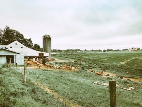 ファーム, 屋外, 牛の無料の写真素材