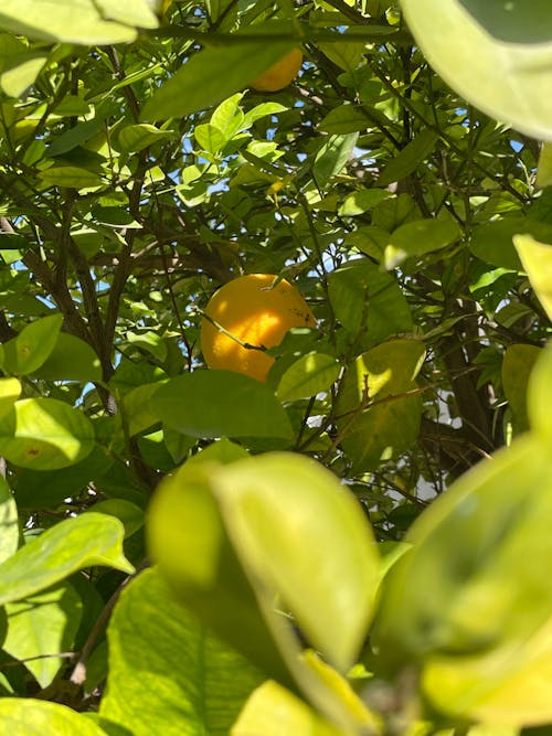 Immagine gratuita di albero di arance, arancia, foglia