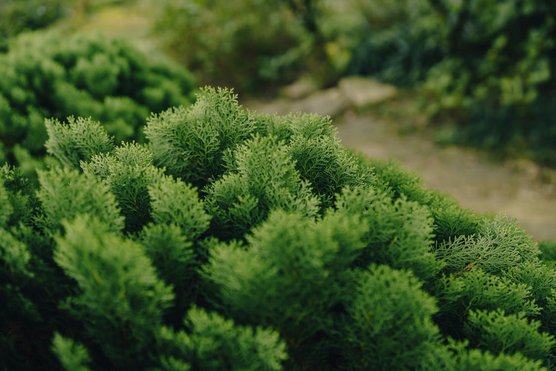 Thuja leaves