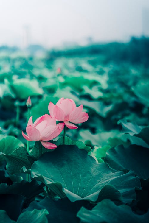 Kostenloses Stock Foto zu 'indian lotus', blätter, blühen
