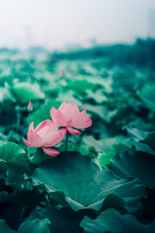 Δωρεάν στοκ φωτογραφιών με 'indian lotus', nelumbo nucifera, ανθίζω