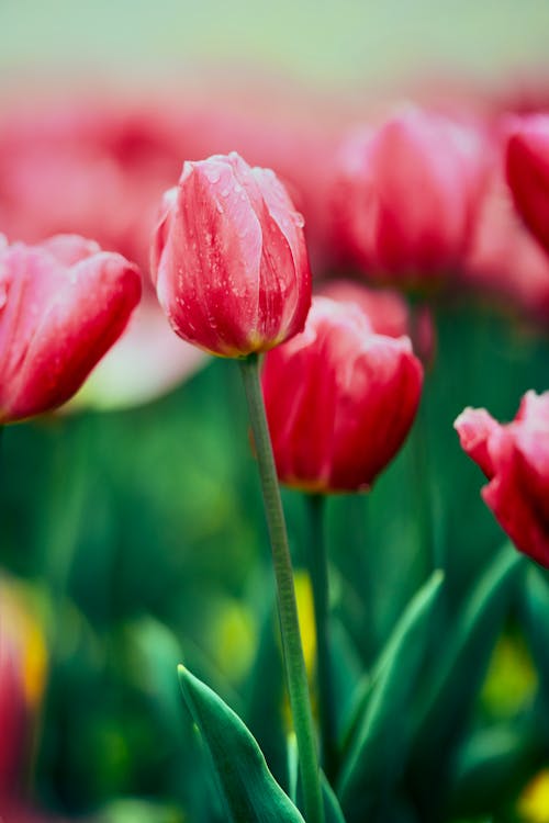 Close-up of Tulip Flowers 