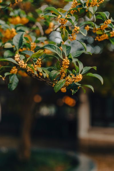 Osmanthus