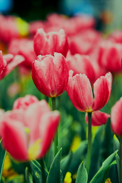 Red Tulip Flowers 