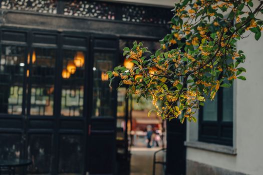 A branch with yellow blossoms set against a traditional Chinese building, evoking a peaceful and cultural atmosphere.
