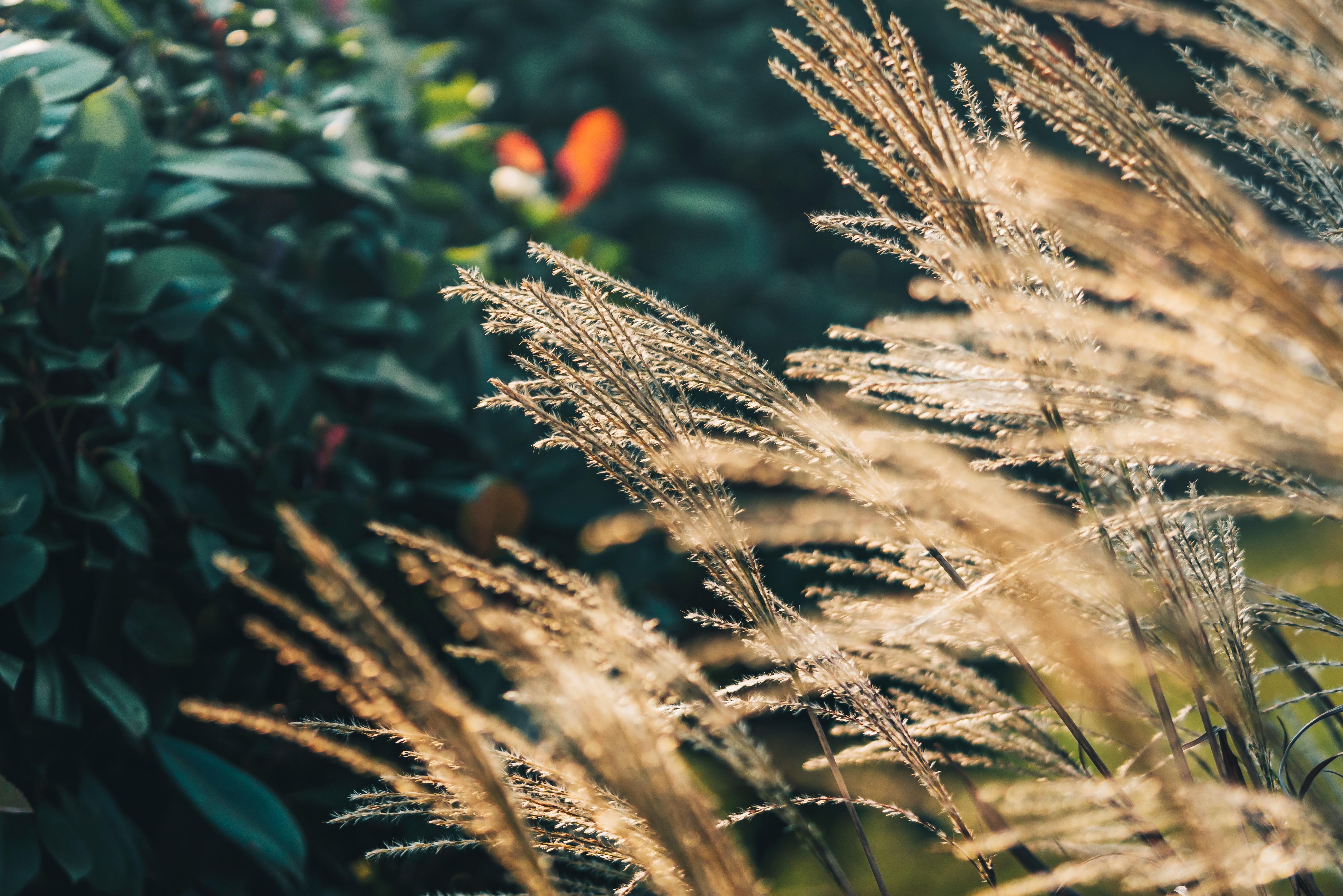 Photograph of Dry Brown Grass · Free Stock Photo