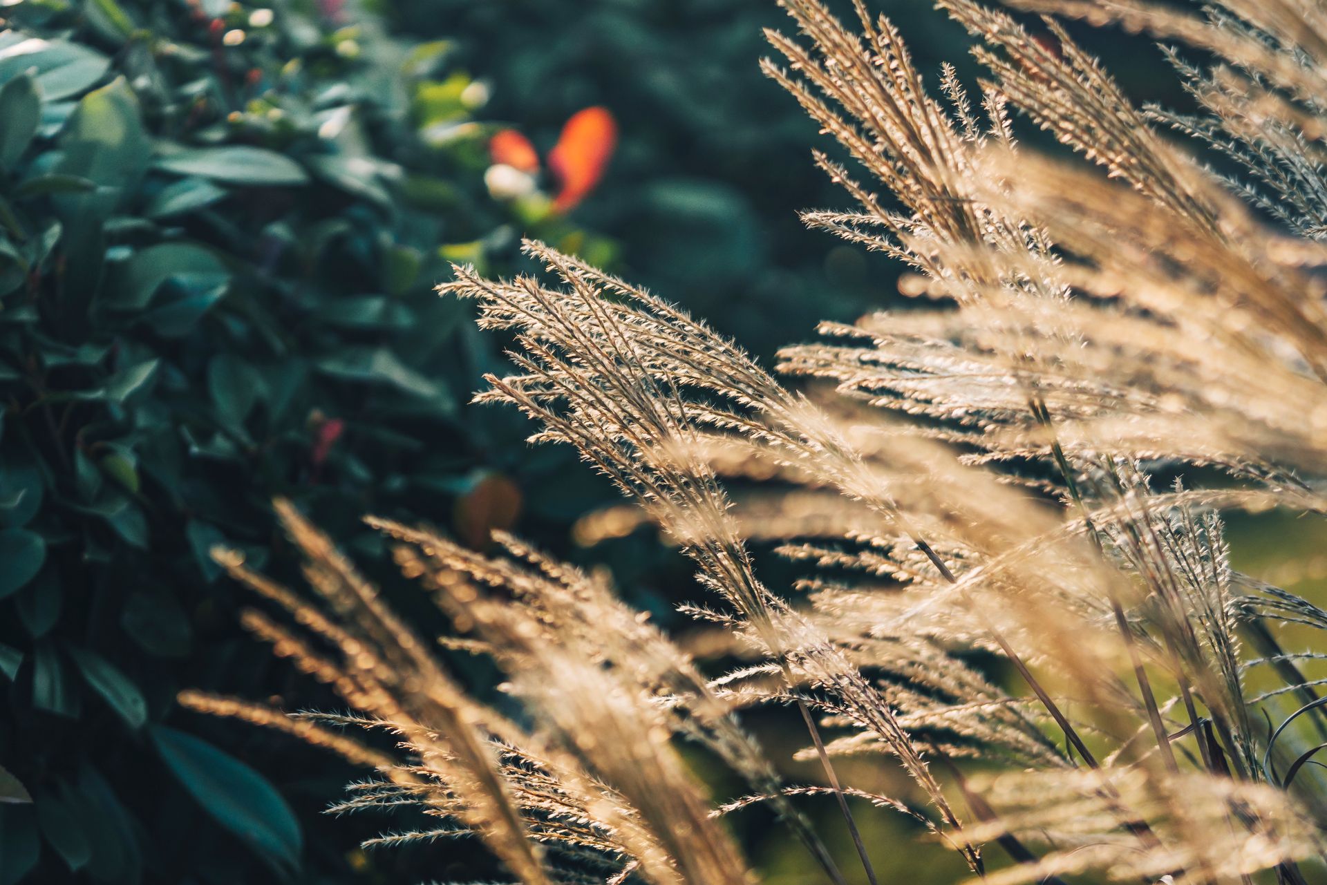 Beautiful close-up of sunlit ornamental grasses with blurred foliage background, capturing a serene natural scene.