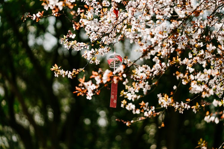 Japanese Wind Chine On A Cherry Blossom Tree