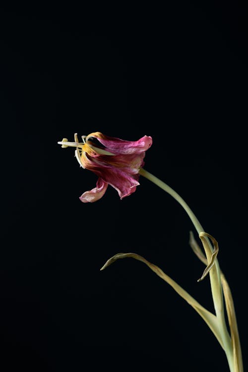 Photo of a Wilting Flower