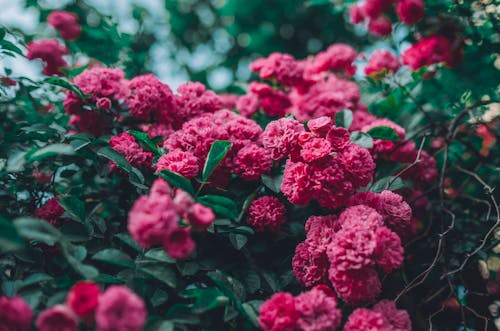 Beautiful Pink Carnation Flowers