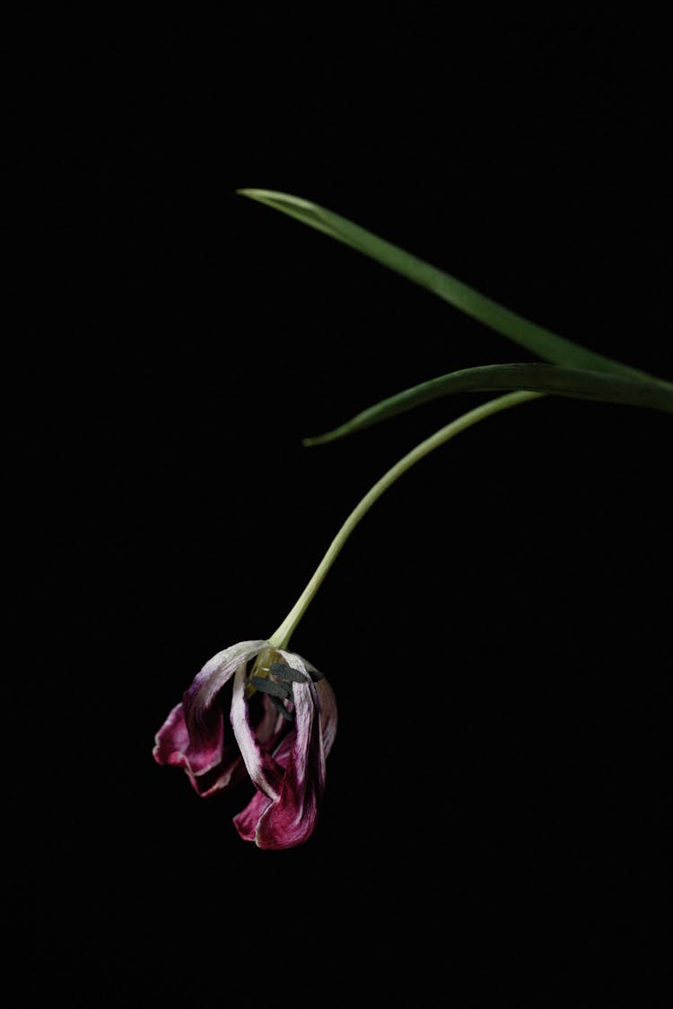 A Wilting Flower With A Black Background