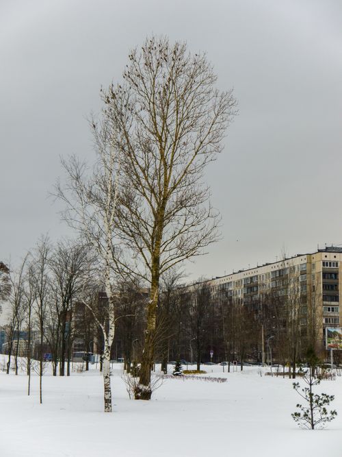 Free Snow-covered park with buildings and leafless trees under a cloudy winter sky. Stock Photo