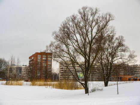 Leafless Trees on Snow Covered Ground