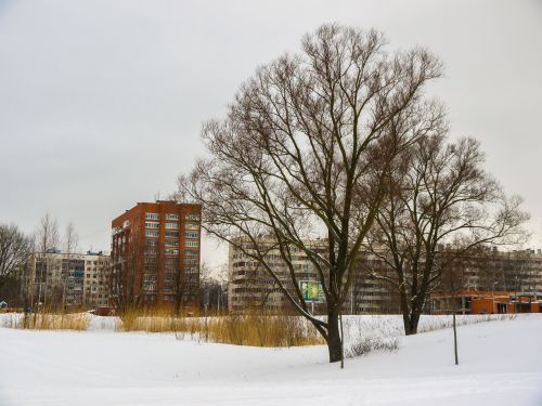 Free Winter scene featuring leafless trees and residential buildings under a snow-covered landscape. Stock Photo