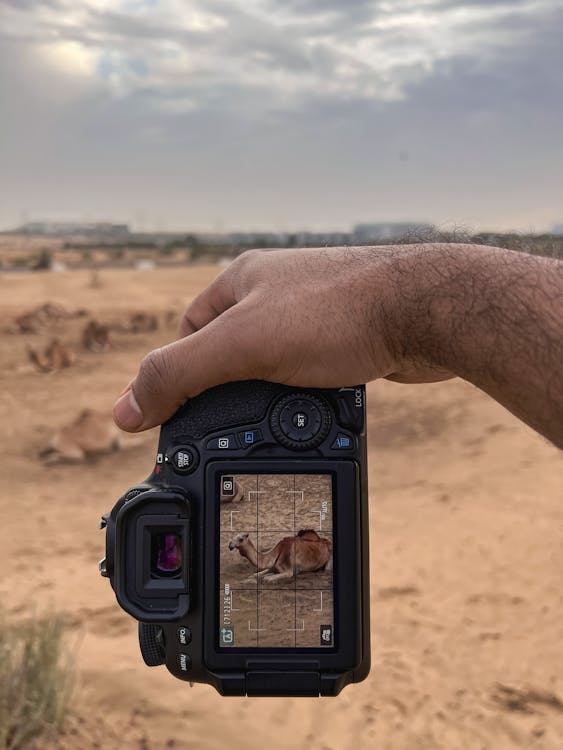 Photos gratuites de appareil photo reflex numérique, canon, chameau