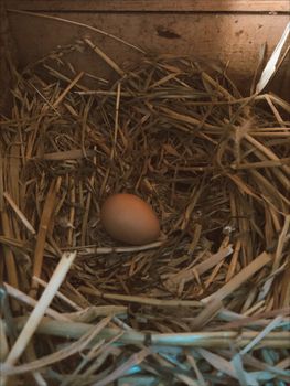Egg — Huevo