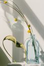 Green Plant in Clear Glass Vase