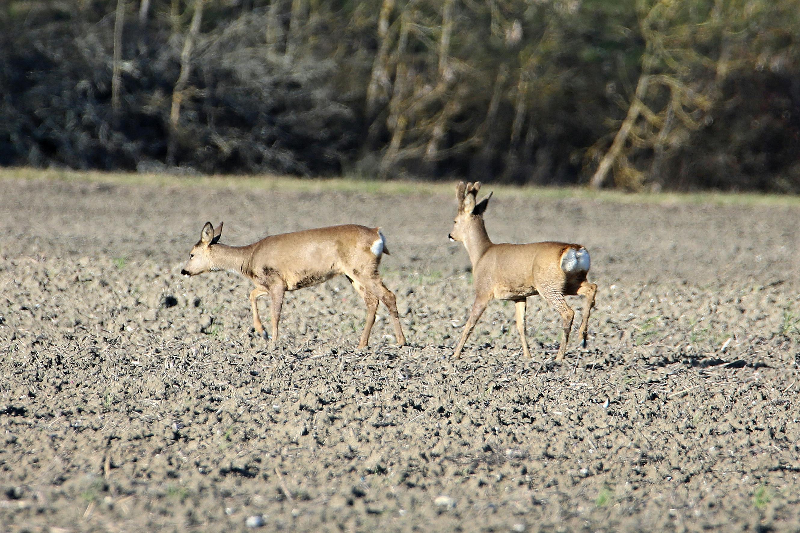 grátis Corça Na Natureza Foto profissional