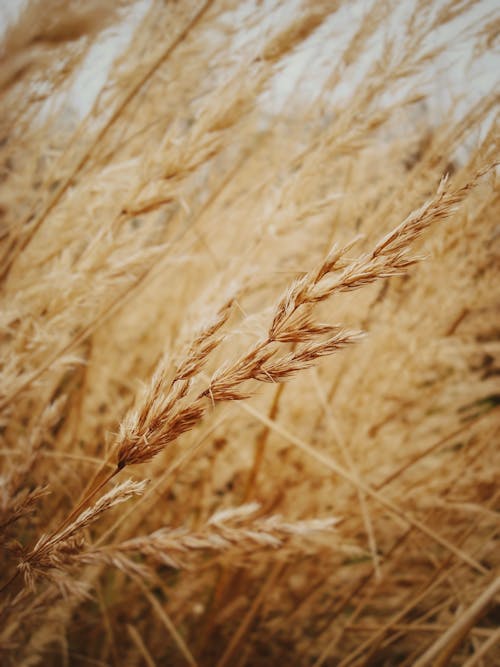 Close-Up Photo of Brown Rye