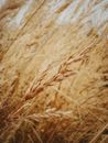 Free stock photo of barley, beautiful nature, bread