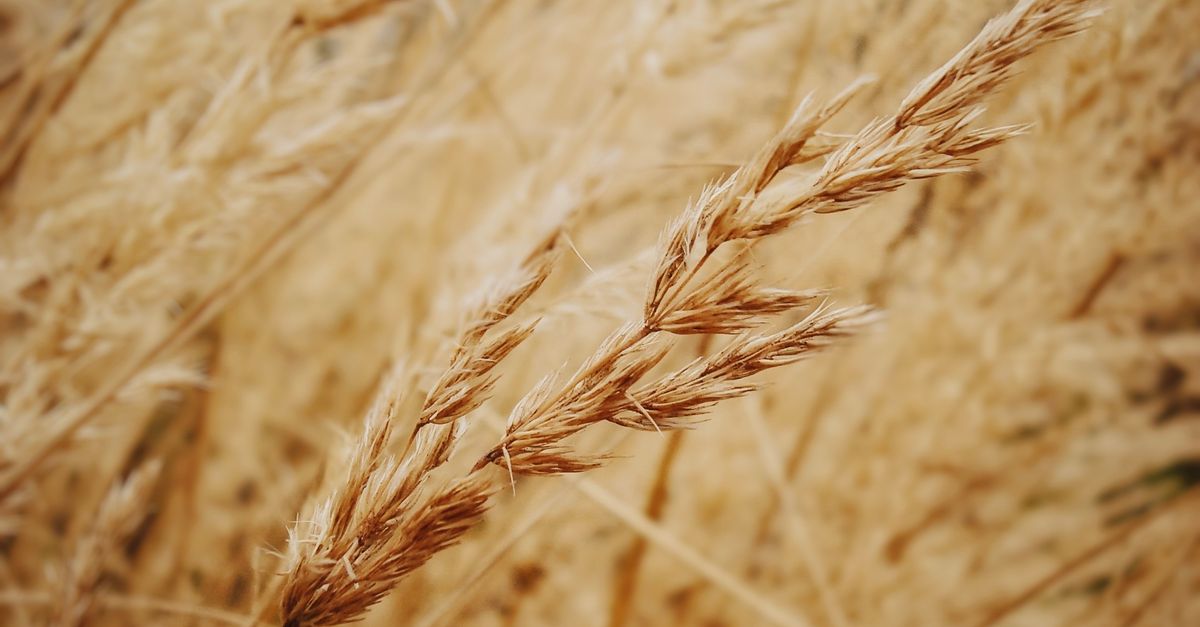 The Color Rye Close-Up Photo of Brown Rye · Free Stock Photo