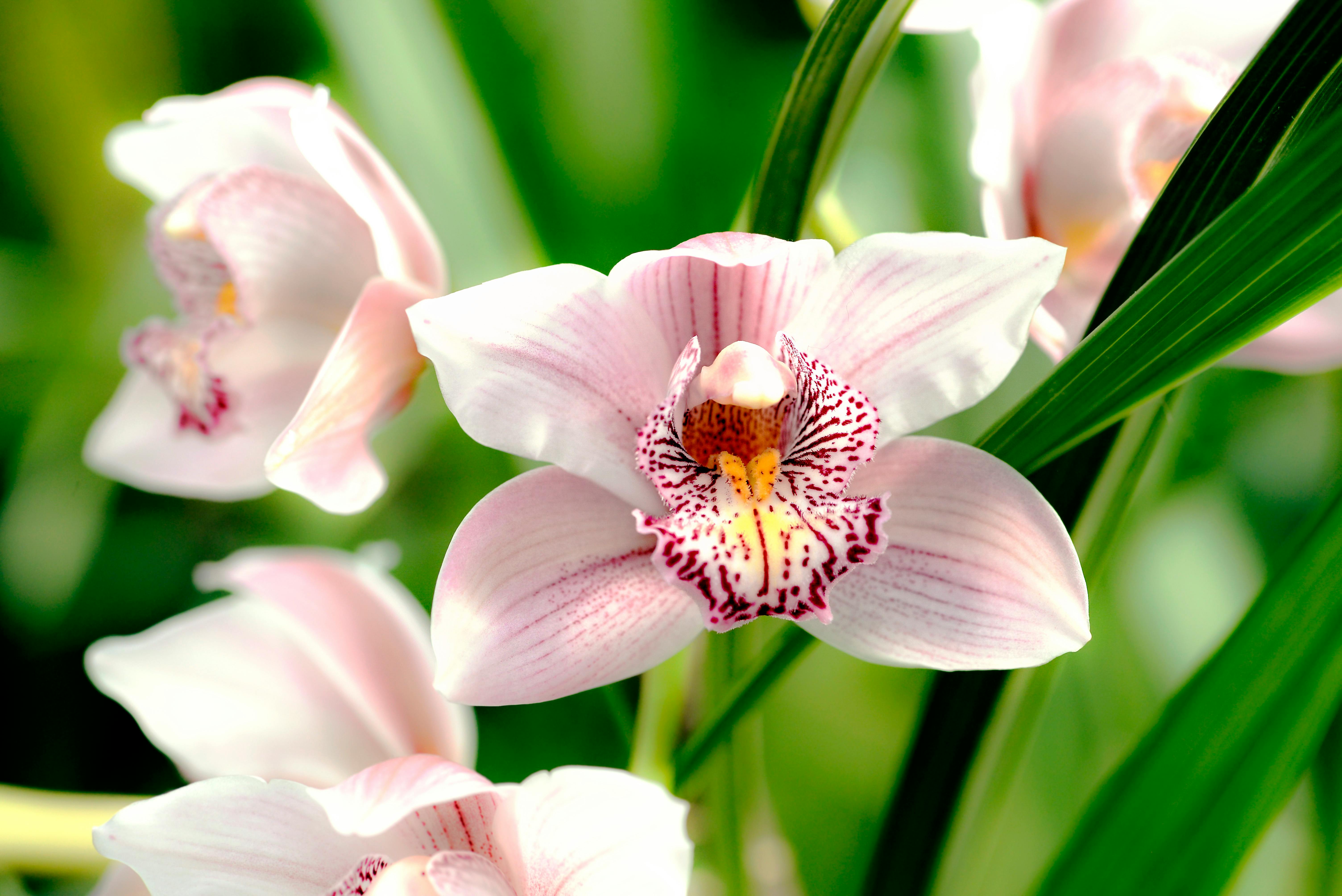 orquidea cymbidium