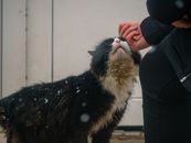Person in Black Coat Holding Black and White Long Coated Dog