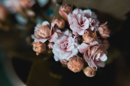 Free Detailed view of pink kalanchoe flowers with a soft focus, showcasing delicate petals in bloom. Stock Photo
