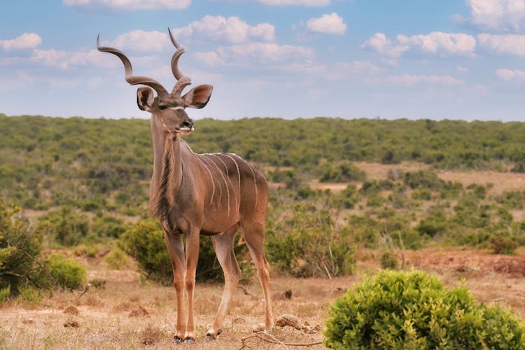 Photograph Of A Kudu With Horns