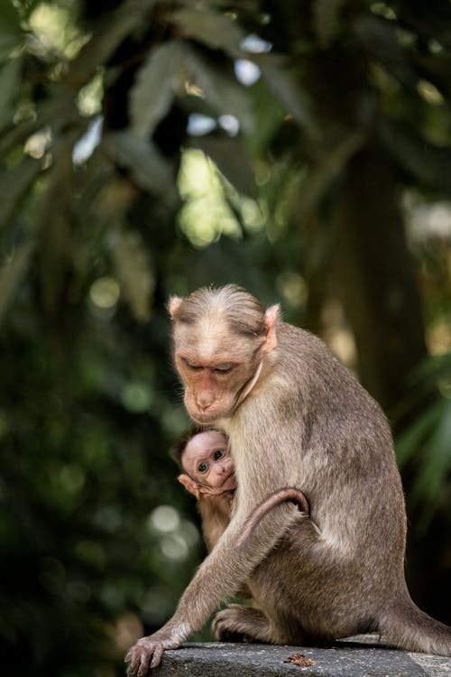 Macaque with Baby Monkey