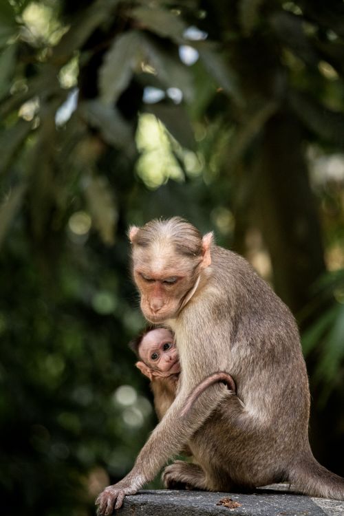 Free Heartwarming image of a mother macaque cradling her baby in the jungle. Stock Photo