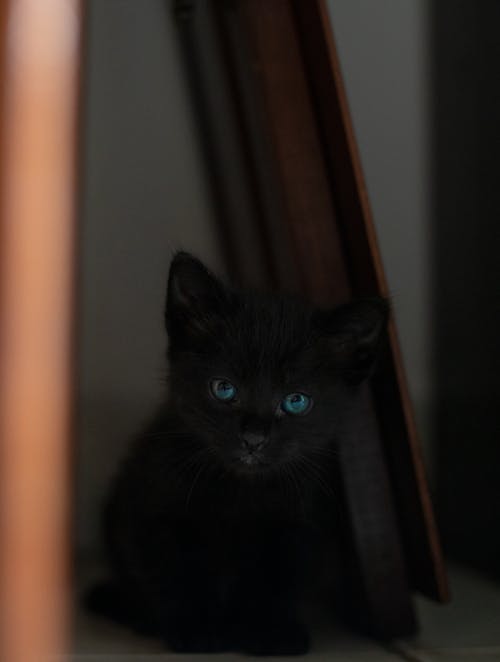 Gratuit Photos gratuites de animal, animal de compagnie, chat noir Photos