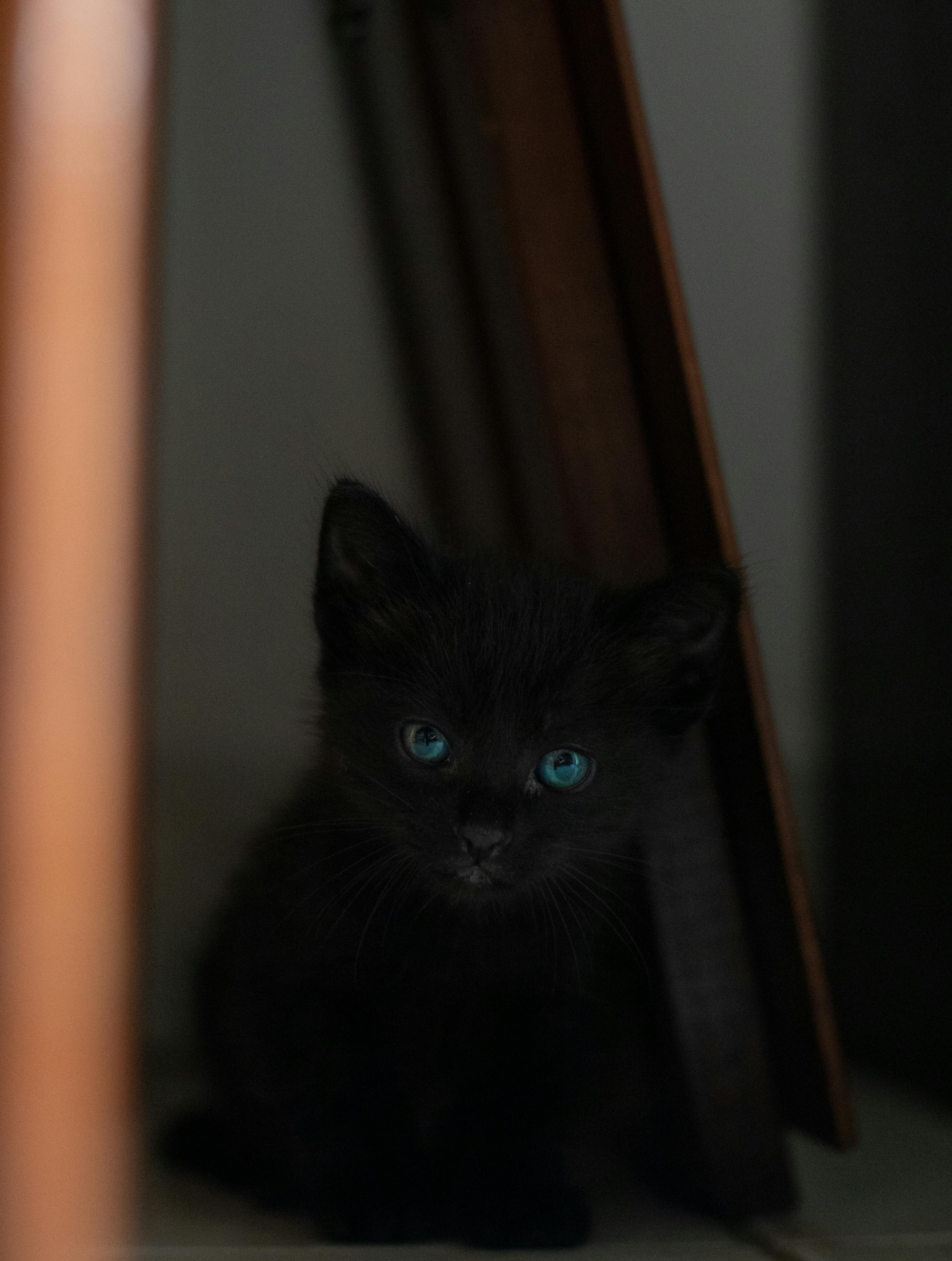 fluffy black kittens with blue eyes