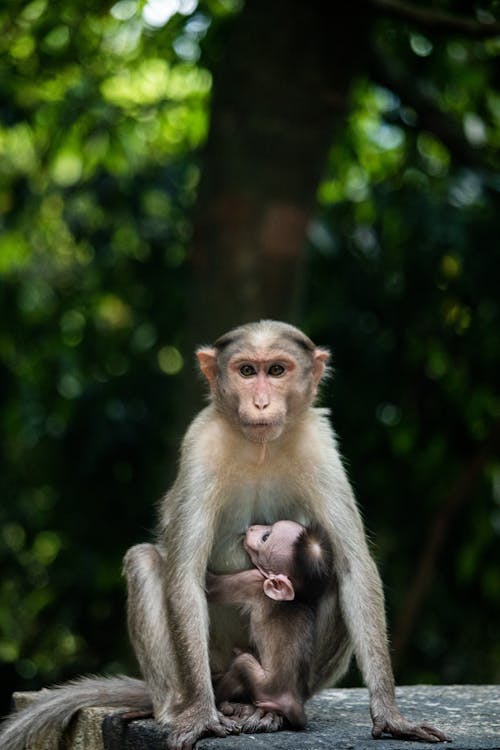 Immagine gratuita di fauna selvatica, l'allattamento al seno, macaco