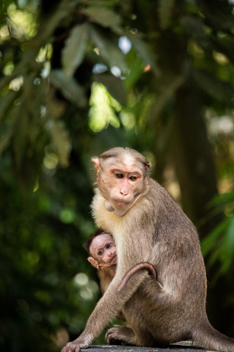 Close-Up Shot Of Two Brown Monkeys