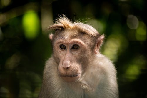 Close-Up Photo of a Brown Monkey