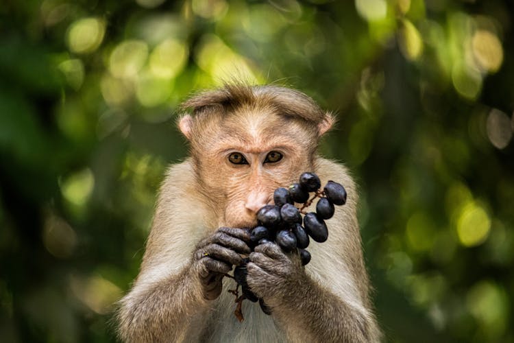 Photo Of A Monkey Eating A Fruit