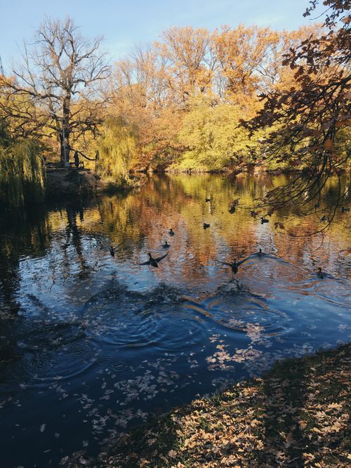Free Tranquil autumn scene with birds flying over a picturesque lake surrounded by colorful trees. Stock Photo