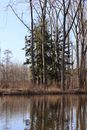 Green Trees Beside Body of Water