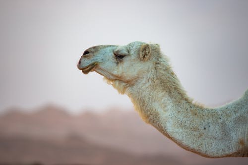 Kostenloses Stock Foto zu arabian kamel, hals, kamel