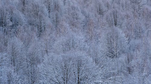 Kostenloses Stock Foto zu dunkler waldhintergrund, natur, winter