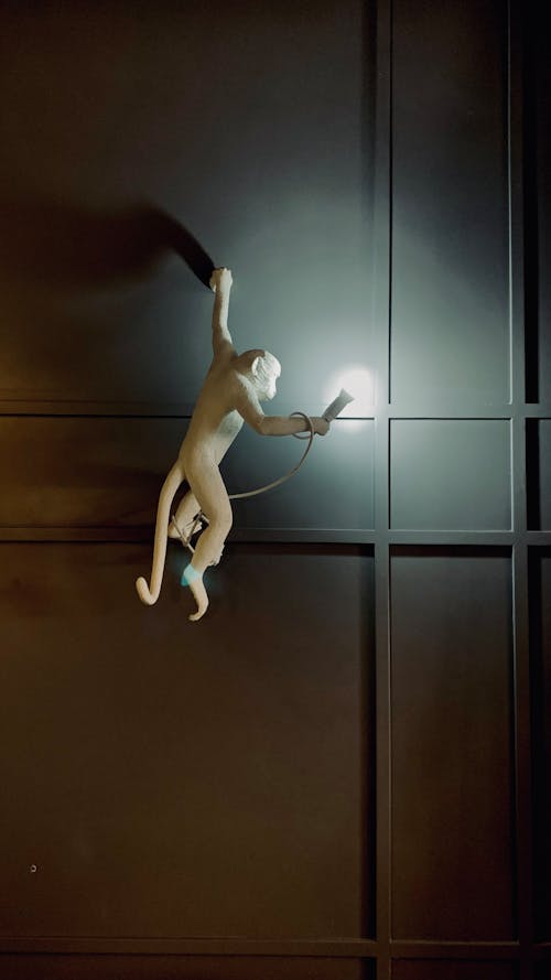 Darmowe zdjęcie z galerii z białe światło, jasny, małpa