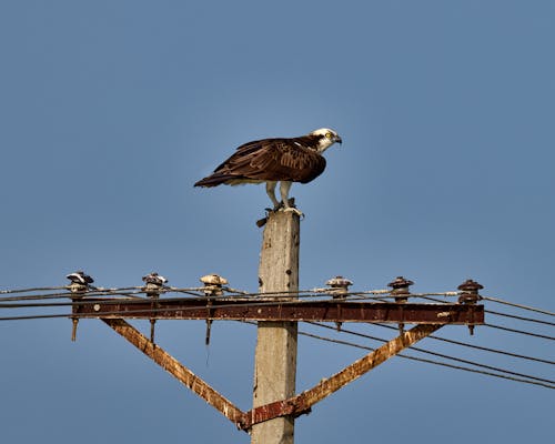 Darmowe zdjęcie z galerii z drapieżnik, fotografia zwierzęcia, pionowy strzał