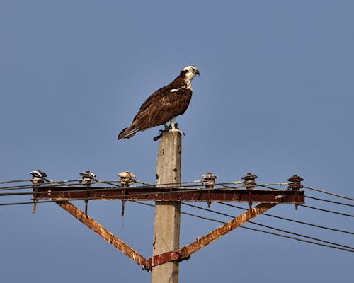 Darmowe zdjęcie z galerii z dzika przyroda, fotografia ptaków, fotografia zwierzęcia