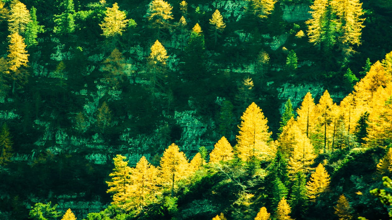 Free stock photo of beautiful, beauty, forest