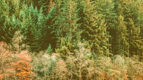 Free stock photo of bauty, beautiful, forest