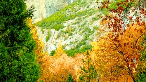 Foto stok gratis gunung, hijau, hutan