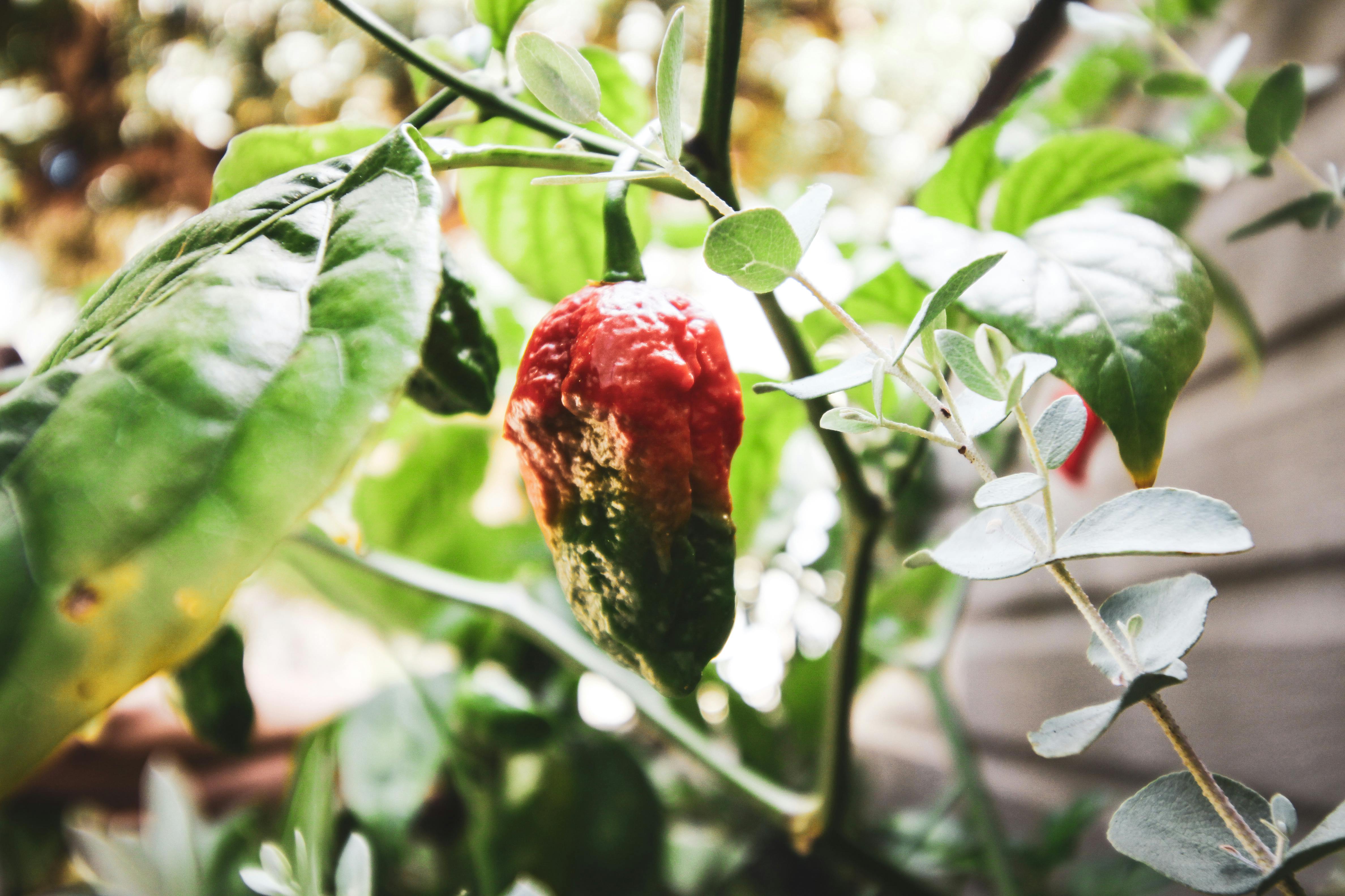 Free stock photo of chili peppers, garden, garden plant